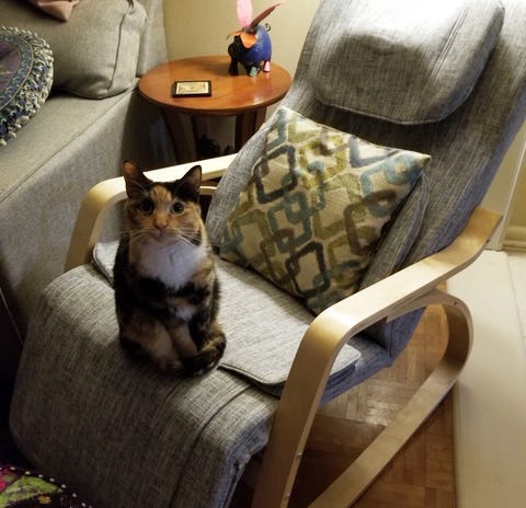 Bayou CEO Cat