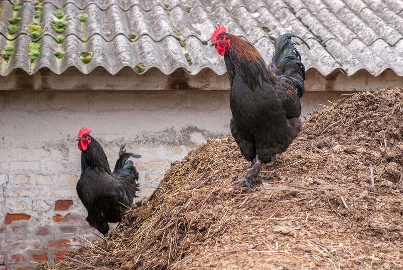 Roosters