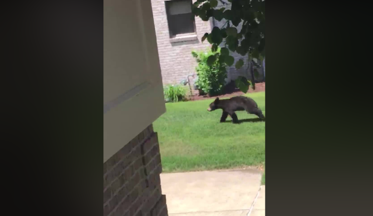 Ross Township Bear