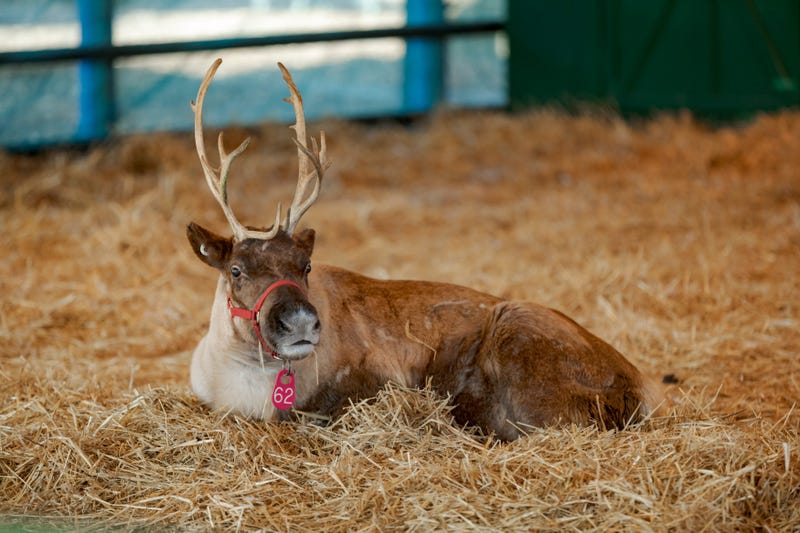 Rudolph the Red-nosed Reindeer