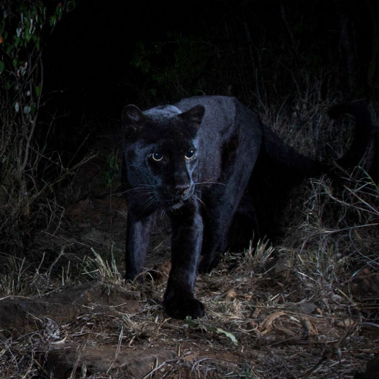 Will Burrard-Lucas shot the images of the black leopard at Laikipia Wilderness Camp