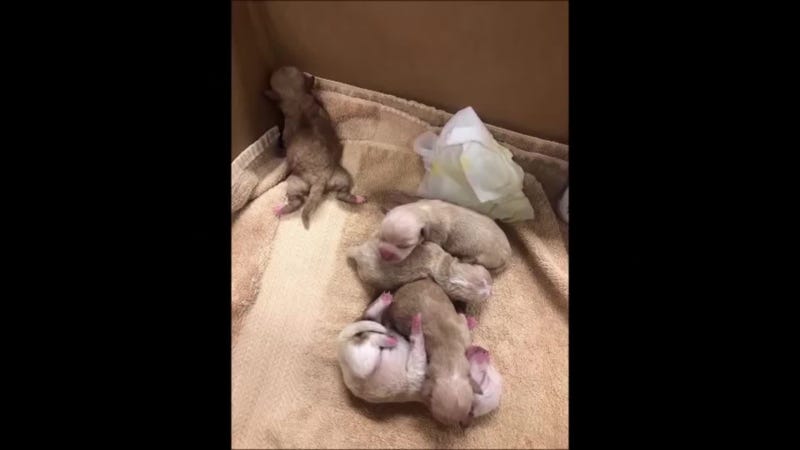 puppies