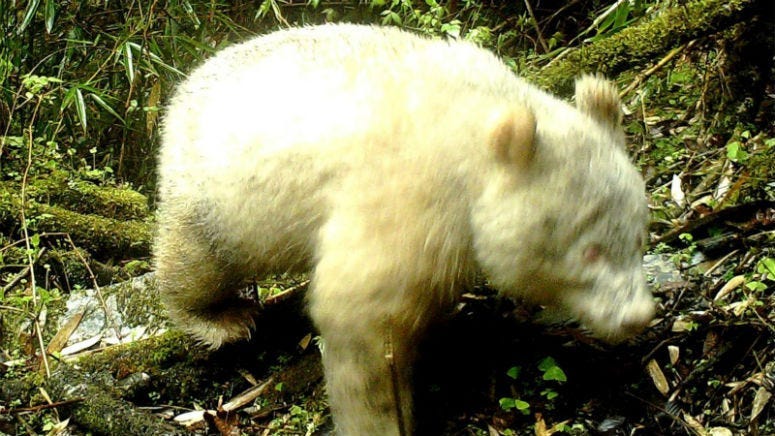 A fully albino giant panda in Wolong National Nature Reserve, in China's Sichuan province.