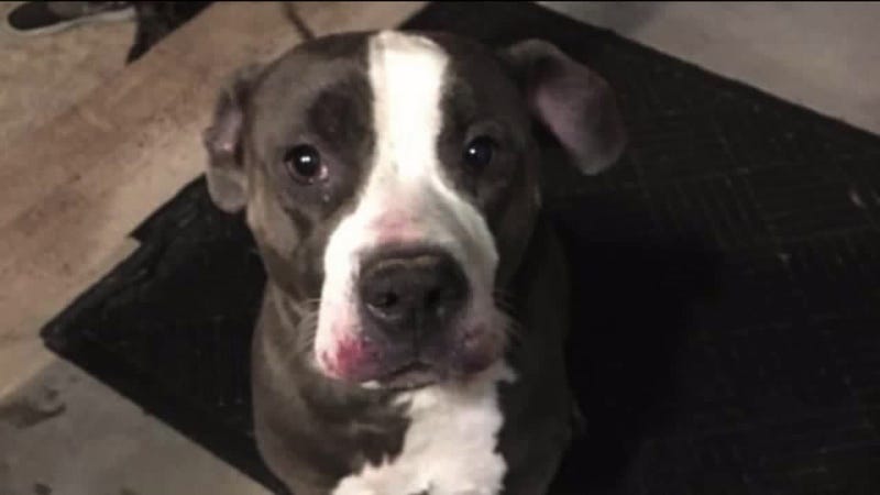 A pit bull mix