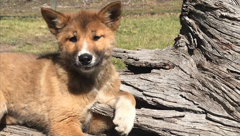 Wandi the dingo