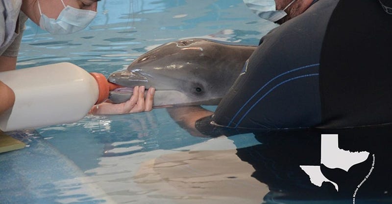 Courtesy of: Sarah Piwetz, the Research Director at the Texas Marine Mammal Stranding Network