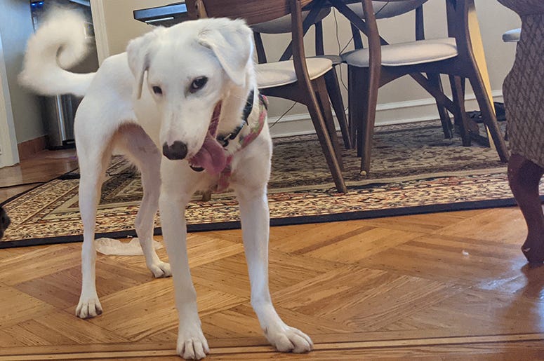 Meet Safida, Bennett's PSPCA Pet of the Week