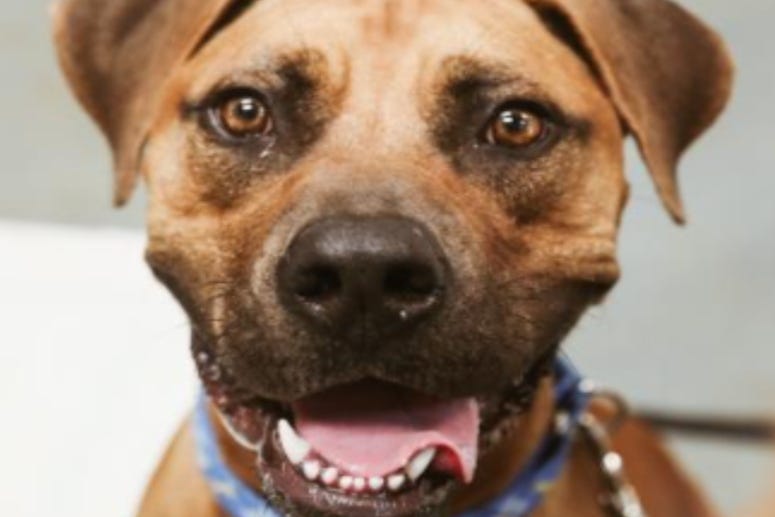 Sam @ Austin Humane Society June 2020