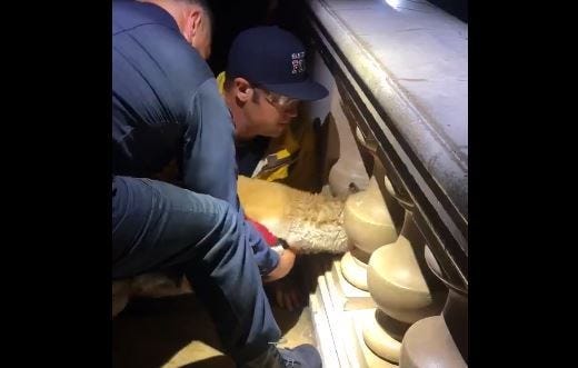 San Diego Firefighters save dog