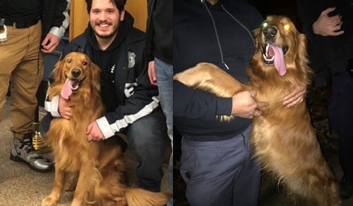 Scooby the dog