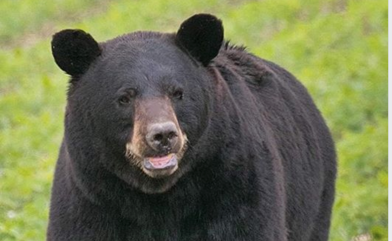 Bear sighting in Missouri