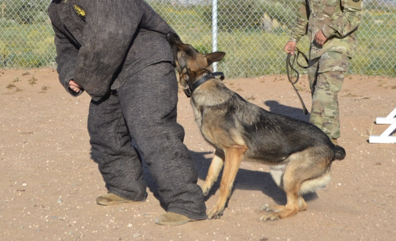dog training