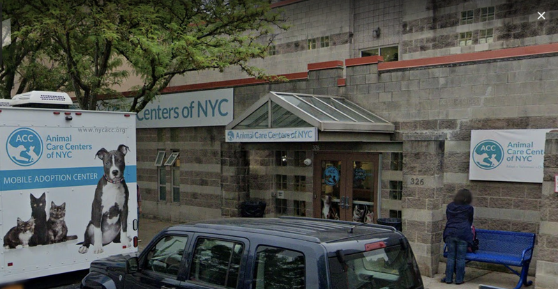 ACC NYC