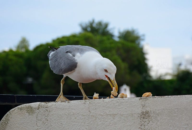 seagull