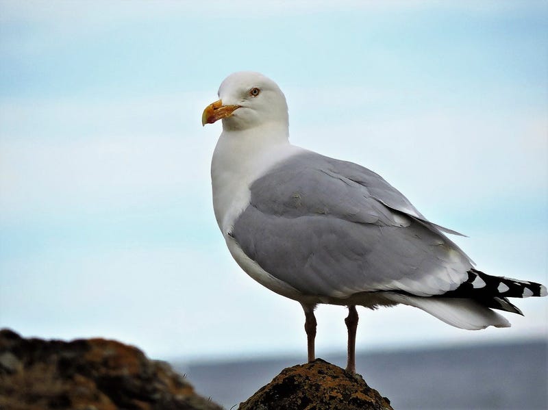 seagull