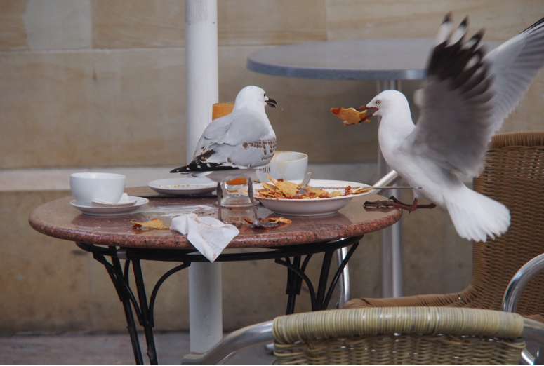 Seagulls