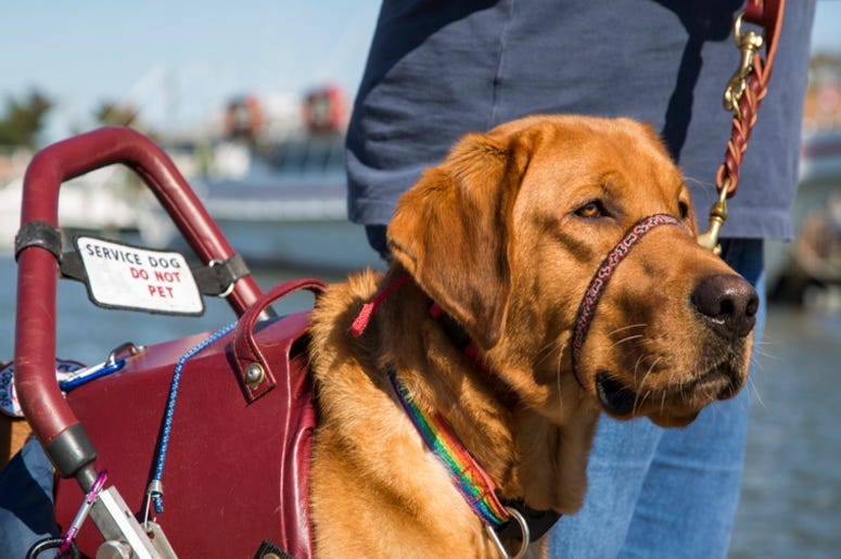 Service_Dog
