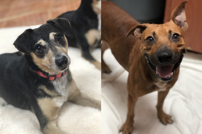 Yappy Hour - June dogs