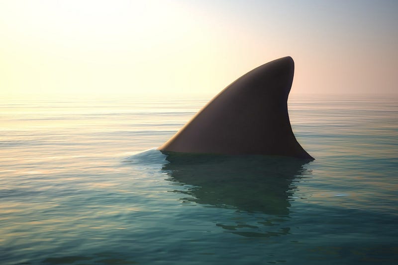 shark