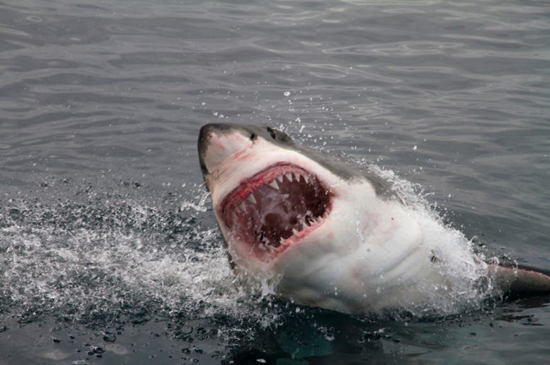Shark
