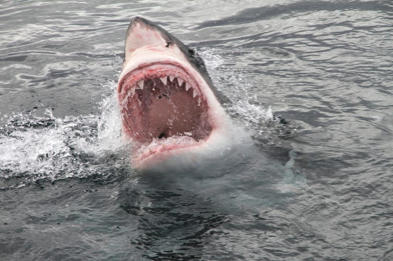 Shark