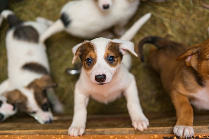 Major dog food recall issued