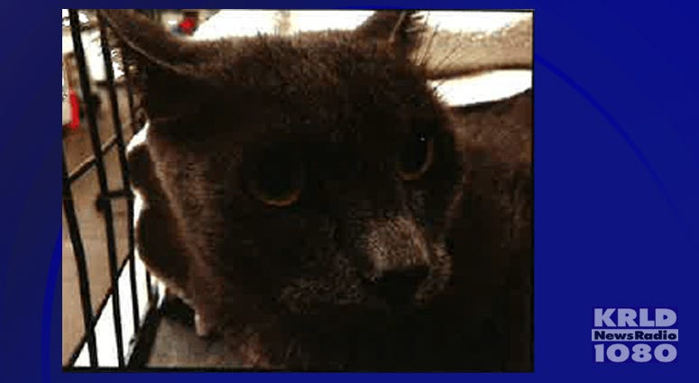 Dallas Police search for person who shot a cat