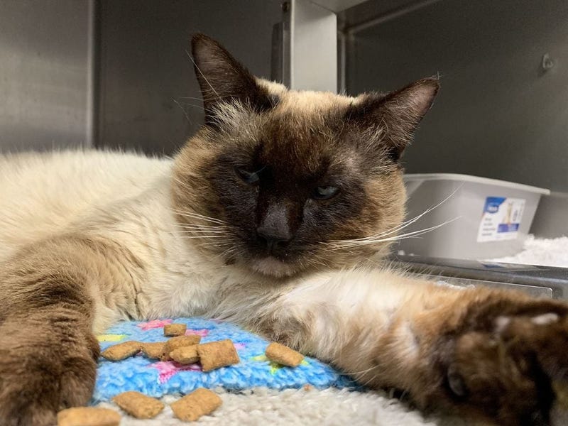 Percy, one of four feral cats in Oakland shot by someone with a pellet gun.