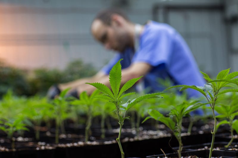medical marijuana