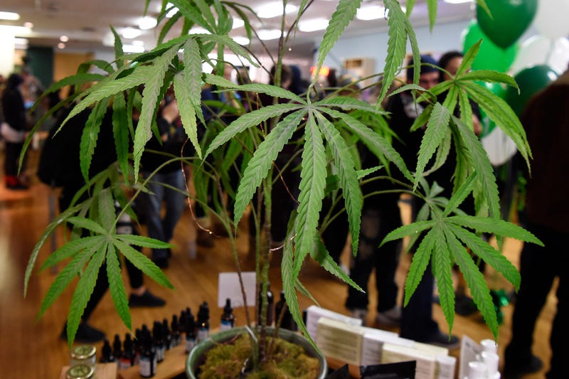 Recreational Marijuana