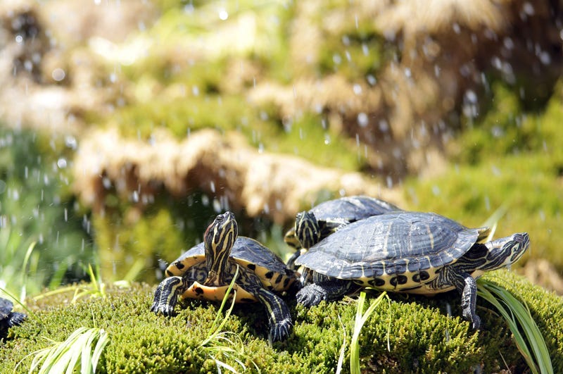 Turtles
