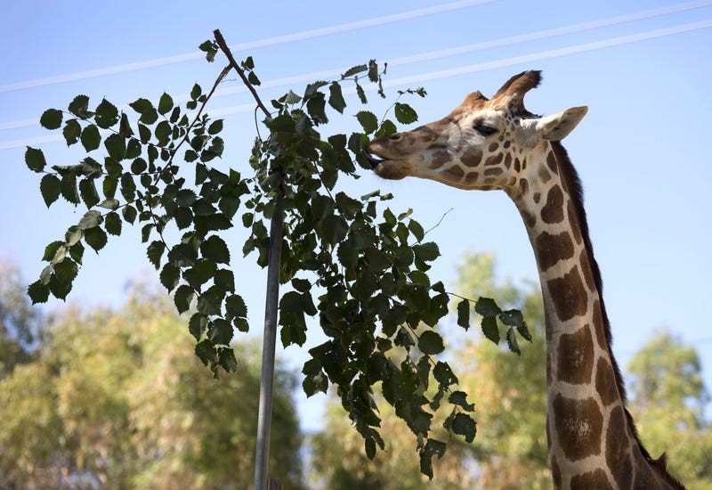 Giraffe eating leaves at Sacramento Zoo