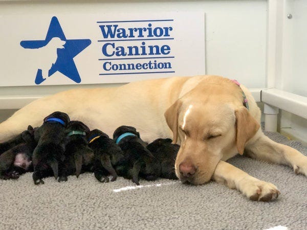 Skye and her puppies