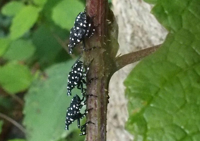 Spotted lanternfly nymphs resting on a tree branch.
