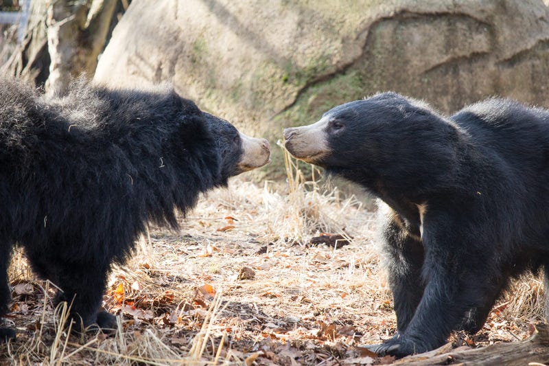 Sloth bears at the Philadelphia Zoo