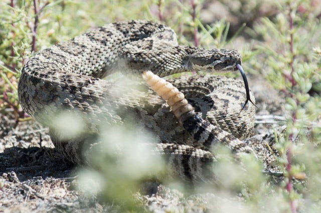Snake