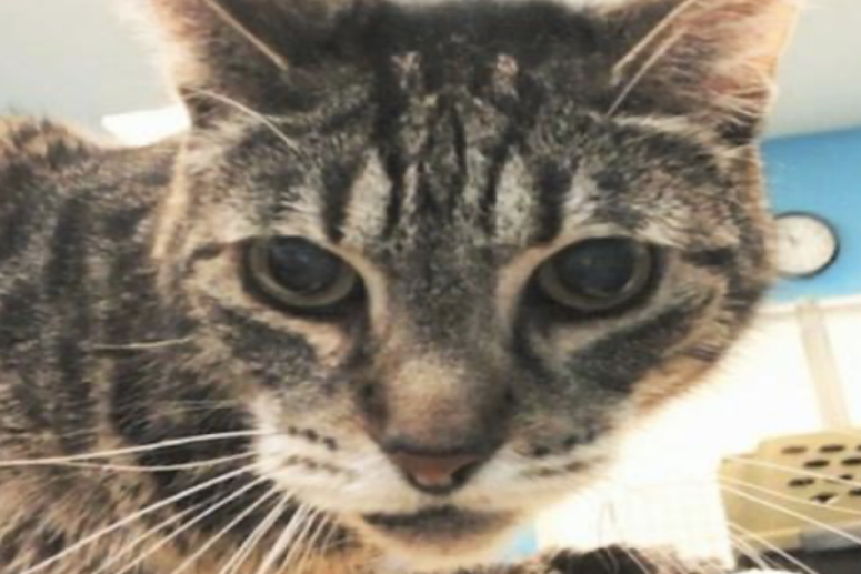 Snickers @ Austin Humane Society July 2020