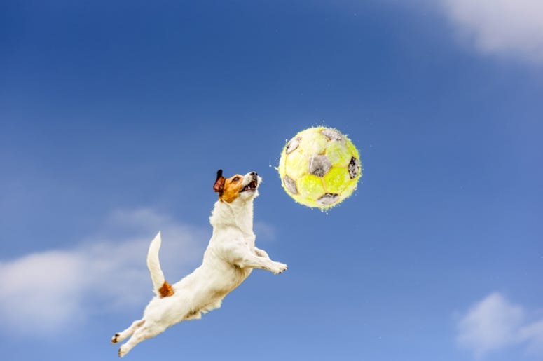 Soccer_Dog