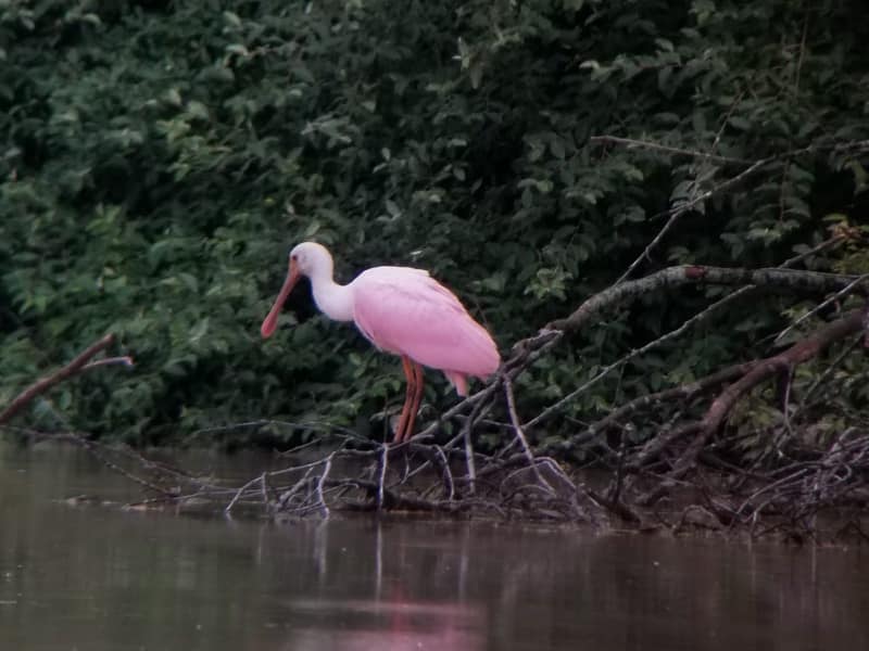 Rare bird spotted in Saline