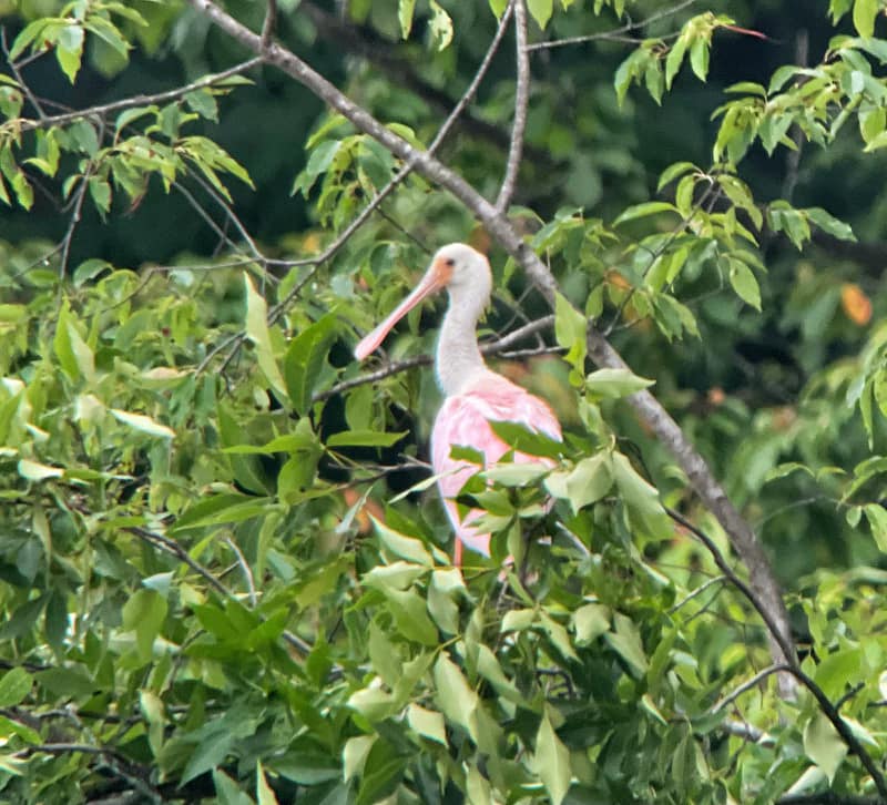 rare bird in Saline