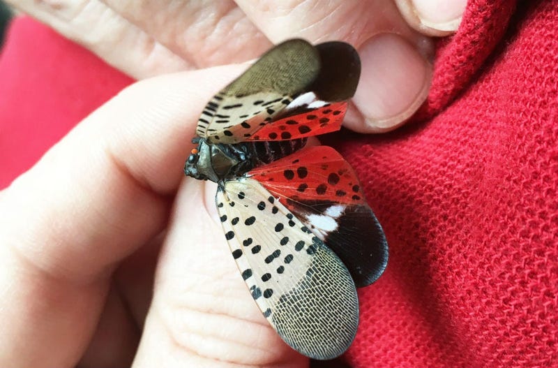 Spotted lanternfly