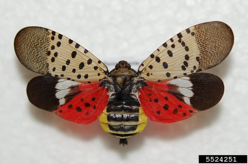 spotted lanternfly