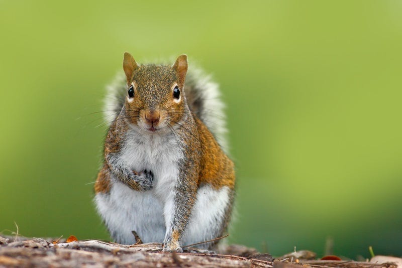 squirrel