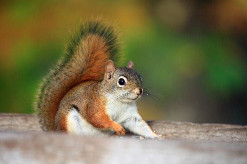 squirrel