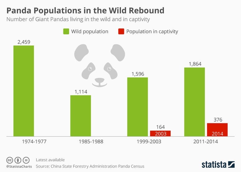 Panda Populations in the Wild Rebound