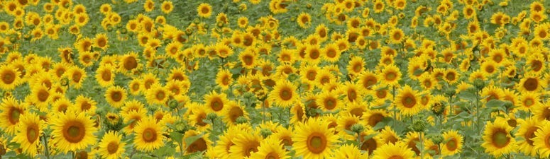 Sunflowers at Columbia Bottom Conservation Area