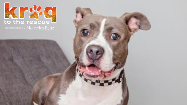 Adopt a senior dog!