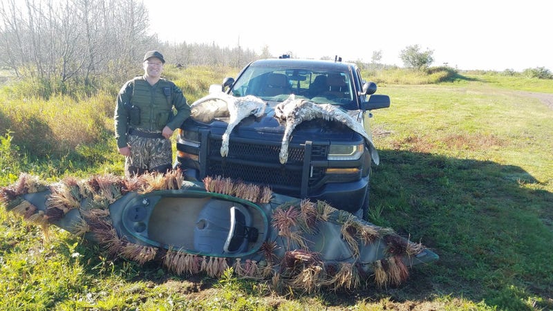 swan poaching