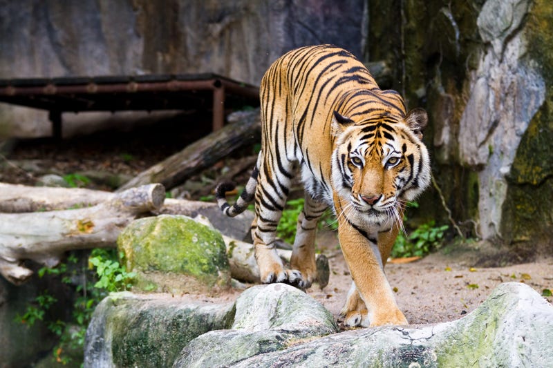 tiger