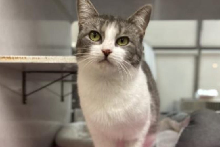 Tinkerbell @ Austin Humane Society January 2021